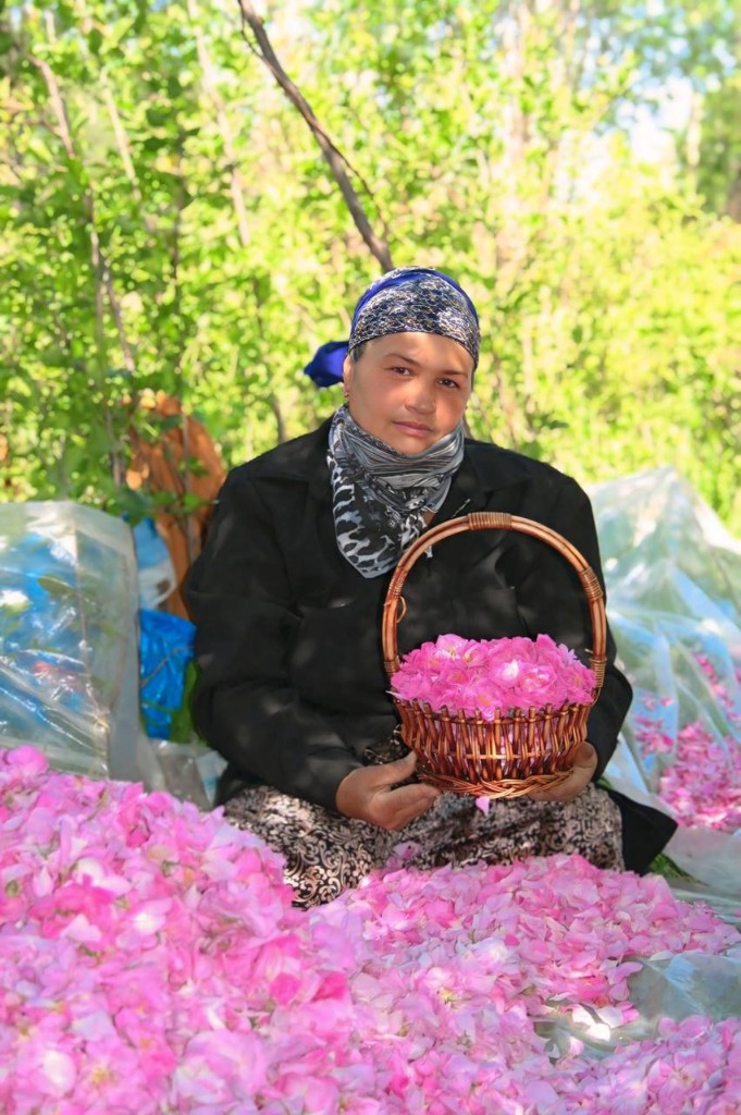 Hands gently sorting vibrant rose petals.