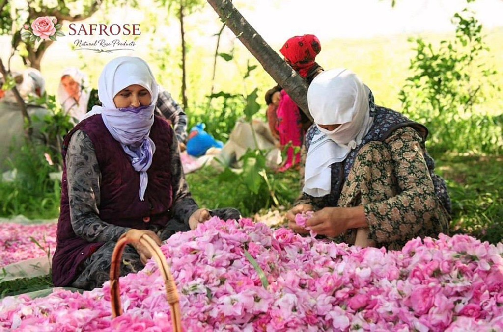 Workers among piles of delicate rose petals outdoors.