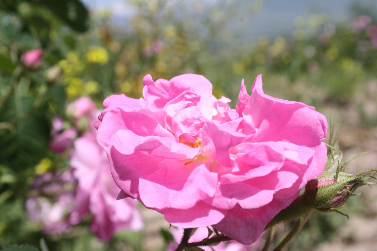 Damascus rose fields